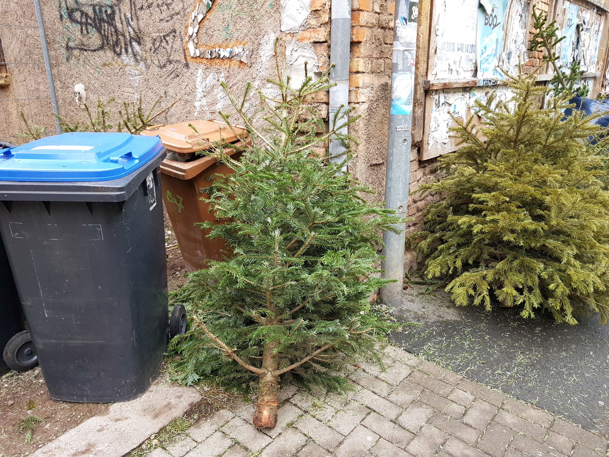 Entsorgte Tannenbäume am Straßenrand